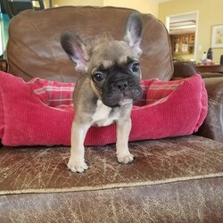French Bulldog Puppy for sale in LOS ANGELES, CA, USA