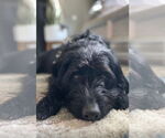 Small #10 Miniature Labradoodle