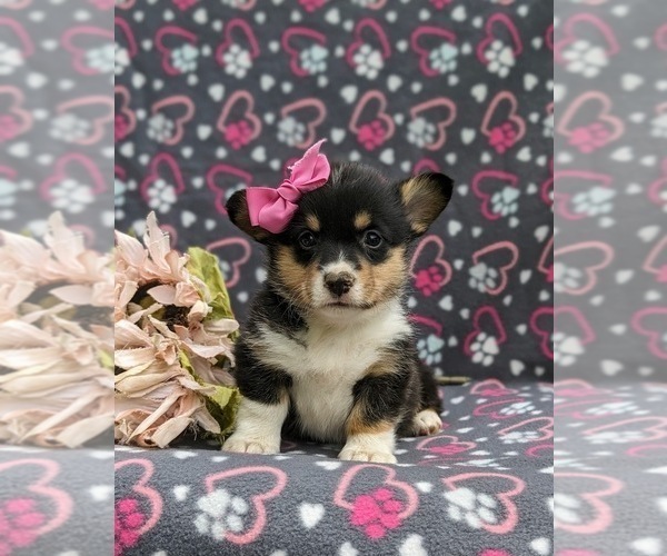 Medium Photo #2 Pembroke Welsh Corgi Puppy For Sale in QUARRYVILLE, PA, USA