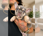 Small #3 French Bulldog