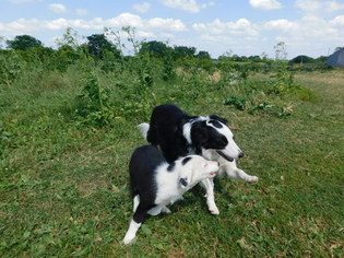 Border Collie Puppy for sale in RUSSELL, IA, USA