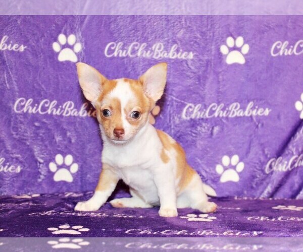 Medium Photo #26 Chihuahua Puppy For Sale in CHARLESTON, AR, USA