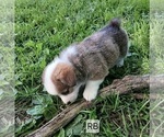 Small #2 Pembroke Welsh Corgi