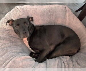 Bobby - Male Labrador Retriever-Unknown Mix Dog for Adoption - Photo #3