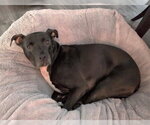 Small Photo #3 Labrador Retriever-Unknown Mix Puppy For Sale in Greenbelt, MD, USA