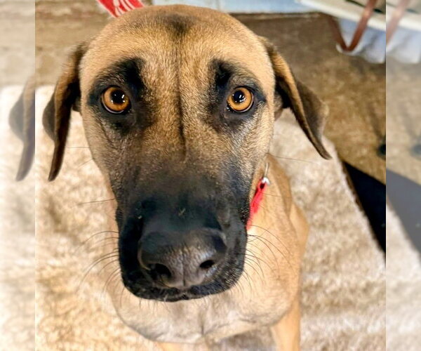 Medium Photo #1 German Shepherd Dog-Unknown Mix Puppy For Sale in Canton, CT, USA