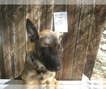 Small Photo #9 Dutch Shepherd Dog Puppy For Sale in TUCSON, AZ, USA