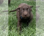 Small Photo #2 Labrador Retriever Puppy For Sale in RAYMORE, MO, USA