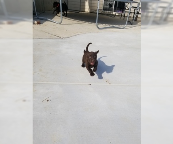 Medium Photo #21 Labrador Retriever Puppy For Sale in PARK CITY, KS, USA