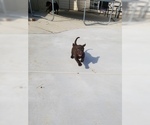 Small Photo #21 Labrador Retriever Puppy For Sale in PARK CITY, KS, USA