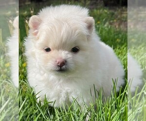 Pomeranian Puppy for sale in LISLE, IL, USA