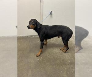 Doberman Pinscher Dogs for adoption in Rosenberg, TX, USA