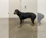 Small Doberman Pinscher