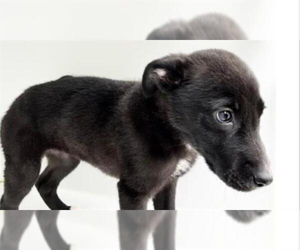 Medium Photo #1 Shepradors Puppy For Sale in Houston, TX, USA