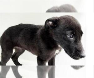 Shepradors Dogs for adoption in Houston, TX, USA