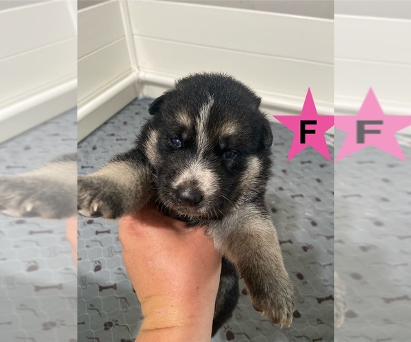 Medium Photo #2 German Shepherd Dog Puppy For Sale in ALACHUA, FL, USA