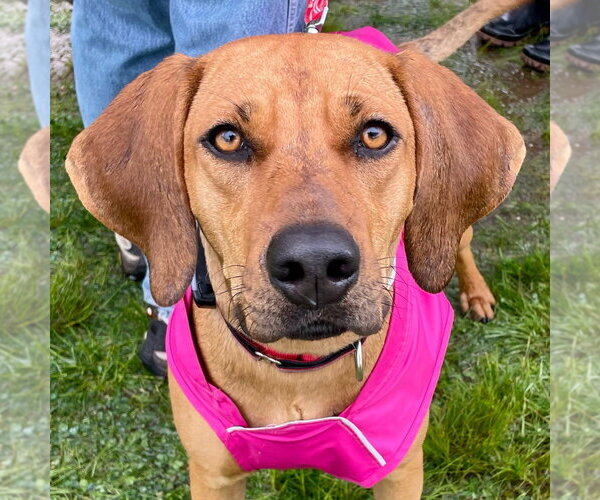 Medium Photo #5 Coonhound-Unknown Mix Puppy For Sale in Canton, CT, USA