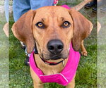 Small #4 Coonhound Mix