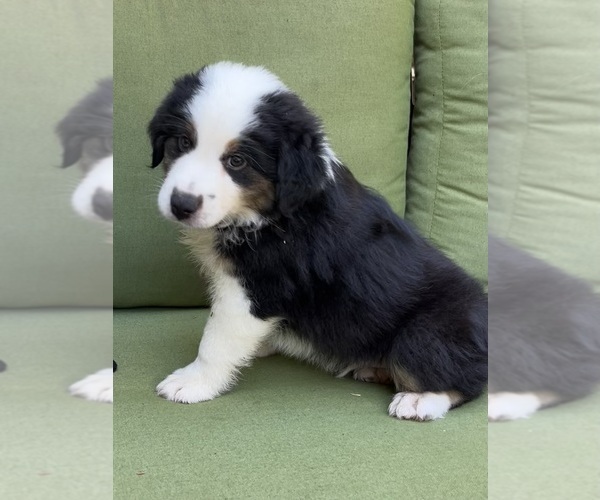Medium Photo #25 Miniature Australian Shepherd Puppy For Sale in LA CANADA FLINTRIDGE, CA, USA