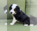 Small Photo #25 Miniature Australian Shepherd Puppy For Sale in LA CANADA FLINTRIDGE, CA, USA
