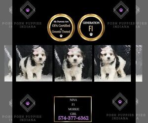 Morkie Puppy for sale in WARSAW, IN, USA