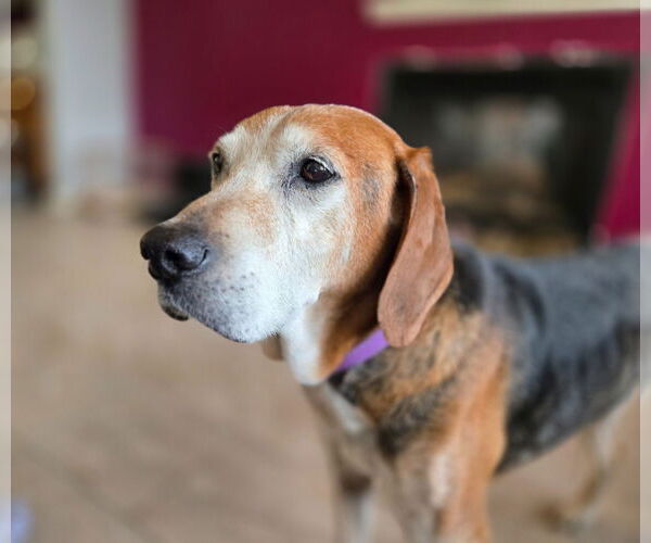 Medium Photo #10 Mutt Puppy For Sale in Salt Lake City, UT, USA