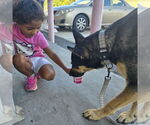 Small #4 German Shepherd Dog Mix