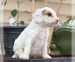 Image preview for Ad Listing. Nickname: SNOWY STELLA