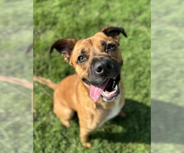 Medium Photo #9 Boxer-Unknown Mix Puppy For Sale in Evansville, IN, USA