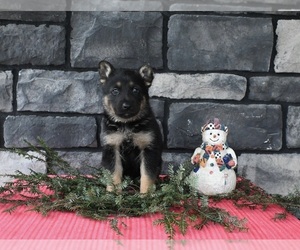 German Shepherd Dog Puppy for sale in MILLERSBURG, OH, USA