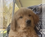 Small #2 Golden Retriever