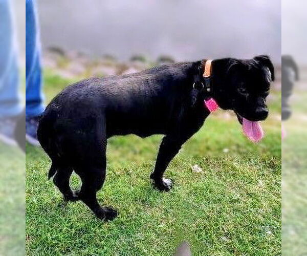 Medium Photo #4 Labrador Retriever-Unknown Mix Puppy For Sale in columbia, SC, USA