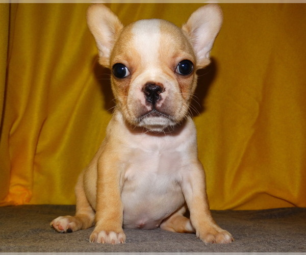 Medium Photo #1 French Bulldog Puppy For Sale in VERONA, MO, USA