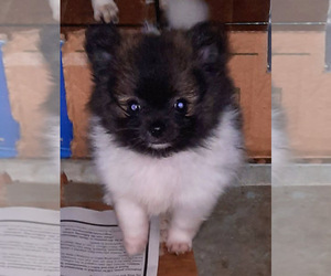 Pomeranian Puppy for sale in SPOTSYLVANIA, VA, USA