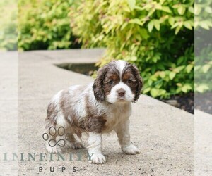 Cocker Spaniel Puppy for sale in NARVON, PA, USA