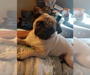 Pug Puppy for sale in STEELTON, PA, USA