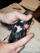 Small Photo #3 German Shorthaired Pointer-Golden Labrador Mix Puppy For Sale in AMES, IA, USA