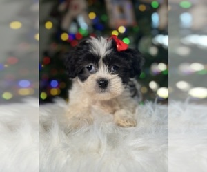 Shih Tzu Puppy for sale in ELMHURST, IL, USA
