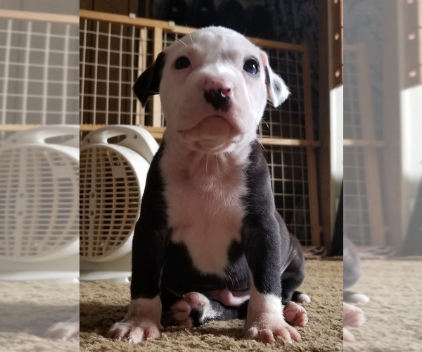 Medium Photo #1 American Pit Bull Terrier Puppy For Sale in CO SPGS, CO, USA