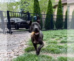 Small #19 American Pit Bull Terrier Mix