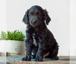 Small #2 Goldendoodle (Miniature)