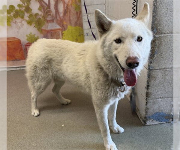 Medium Photo #1 Siberian Husky Puppy For Sale in San Bernardino, CA, USA