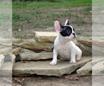 Small Photo #3 French Bulldog Puppy For Sale in ROYSE CITY, TX, USA