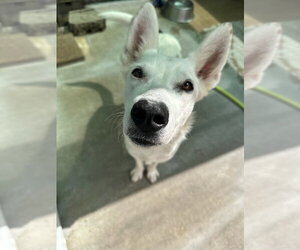 Border Collie-Unknown Mix Dogs for adoption in Oak Bluffs, MA, USA