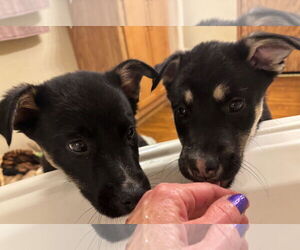 Six - Female Shepradors Dog for Adoption - Photo #11