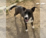 Small #2 Labrador Retriever Mix
