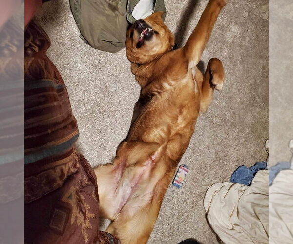 Medium Photo #5 Mutt Puppy For Sale in Springdale, PA, USA