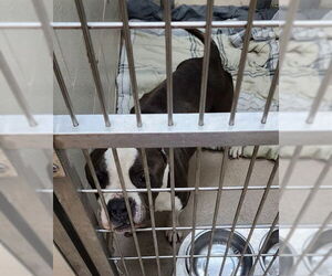American Pit Bull Terrier Dogs for adoption in Decatur, IL, USA