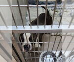 Small American Pit Bull Terrier