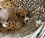 Small Photo #5 Dorgi Puppy For Sale in CYNTHIANA, KY, USA